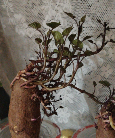 家庭养花用生根粉