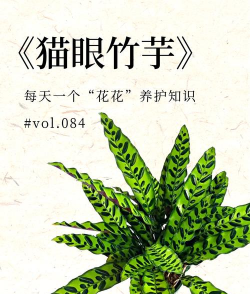 猫眼竹怎么打理