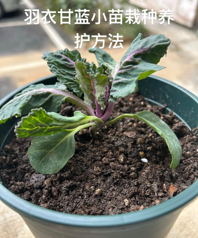 雨衣甘蓝怎么繁殖