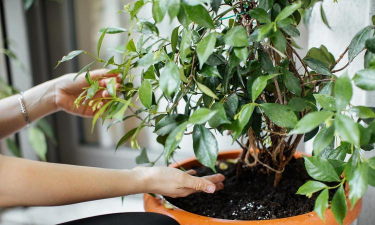 家庭养花用生根粉