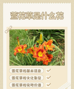 萱草是怎么繁殖