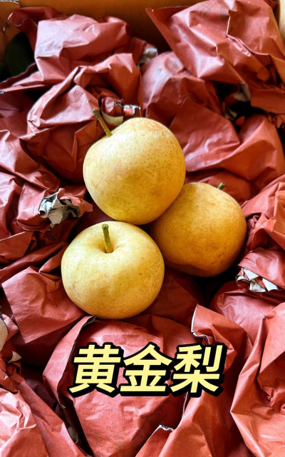 梨什么品种最贵