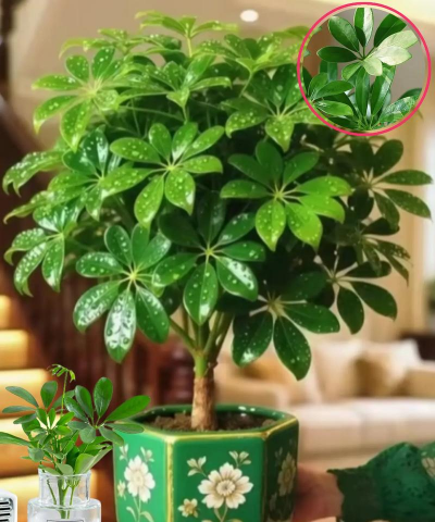 家庭养花用生根粉