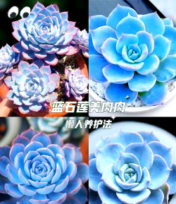 蓝石莲多久浇一次水