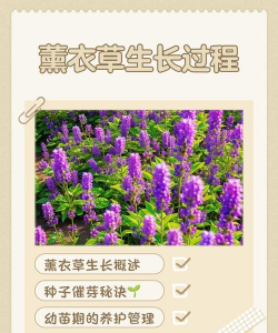 薰衣草大花如何养