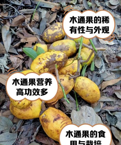 木通果子怎么种