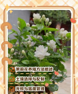 中国茉莉怎么养