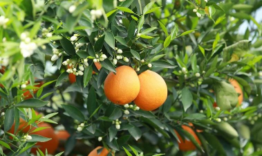 脐橙早衰树综合治理技术 脐橙早衰树综合治理技术