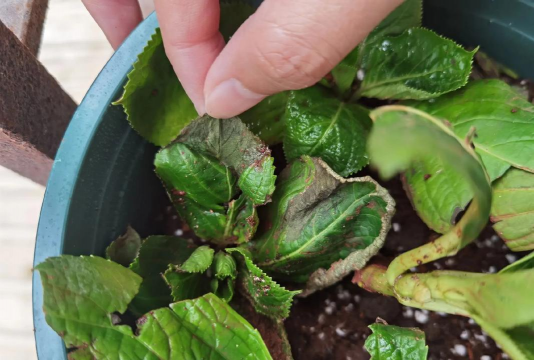 家庭养花用生根粉