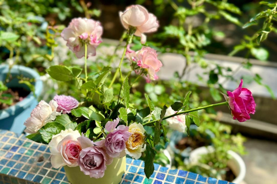 家庭养花用生根粉