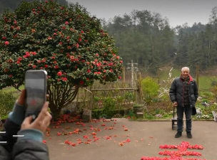 家庭养花用生根粉