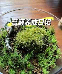 怎么自己长出苔藓