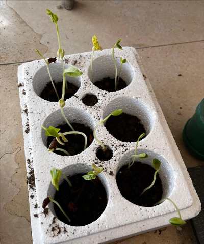 家庭养花用生根粉