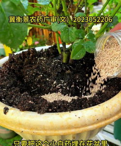 家庭养花用生根粉