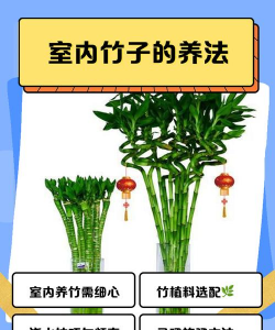 北京竹子怎么养