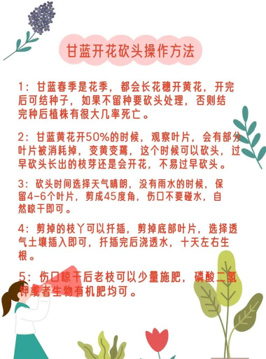 羽衣甘蓝怎么养活