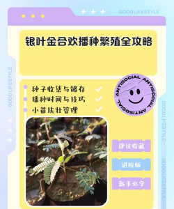 金合欢怎么繁殖