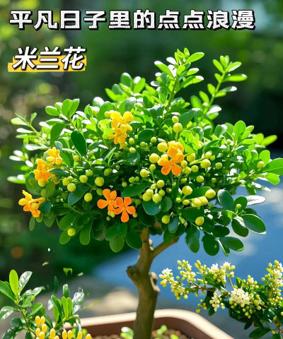 米兰好看怎么买