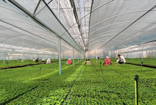 家庭养花用生根粉