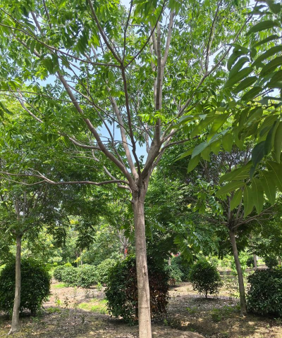 无患子用途。九江供应15公分精品无患子、九江12公分无患子、无患子小苗