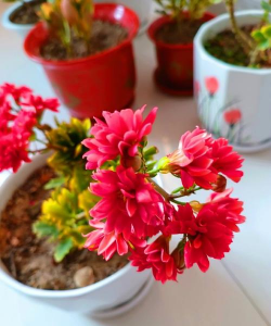 家庭养花用生根粉