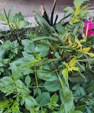 家庭养花用生根粉