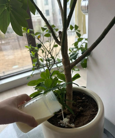 家庭养花用生根粉