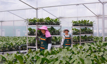 家庭养花用生根粉