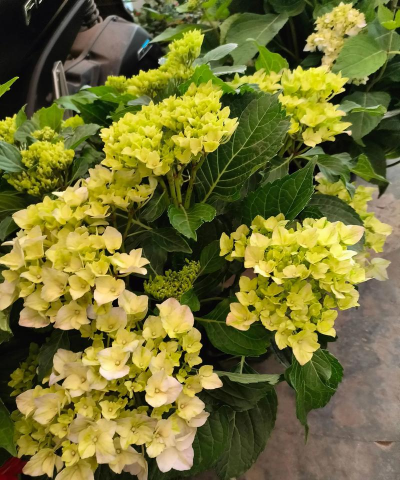 家庭养花用生根粉