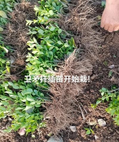 家庭养花用生根粉