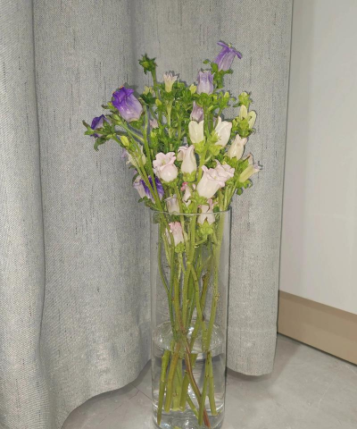 重磅风铃怎么养