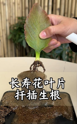 家庭养花用生根粉
