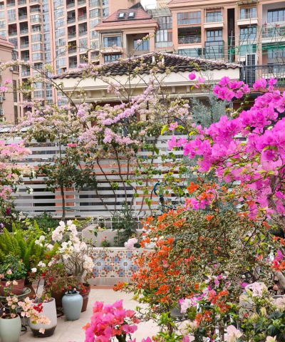 家庭养花用生根粉