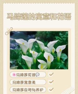 马蹄花代表什么