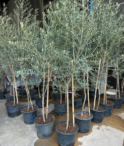 橄榄花怎么养殖