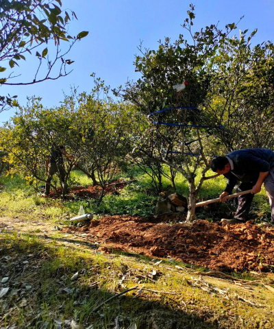 家庭养花用生根粉