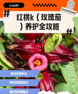 玫瑰茄怎么养护