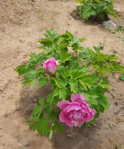 家庭养花用生根粉