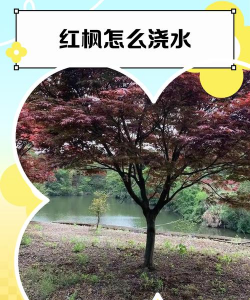 红枫秋天怎么浇水