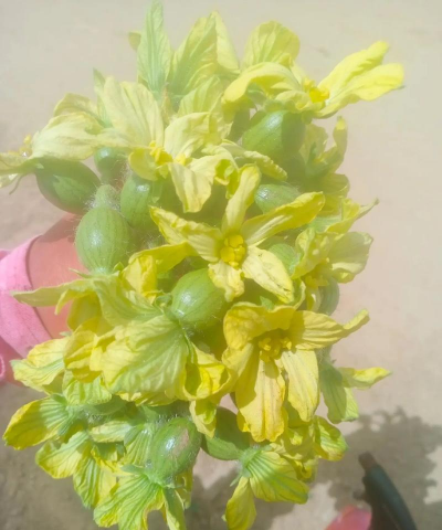 西瓜发酵后养花