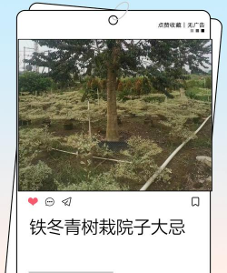 铁冬青怎么种植