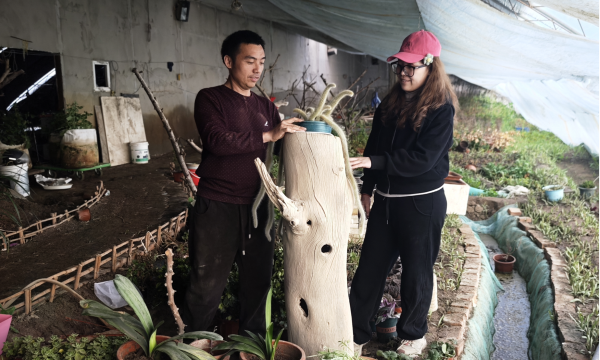 家庭养花用生根粉