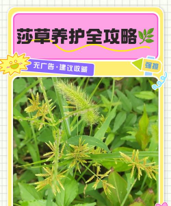 莎草要怎么养护