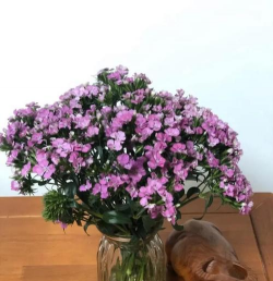 相思梅怎么保鲜