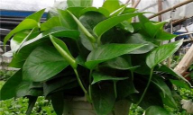 魔鬼藤怎么养殖