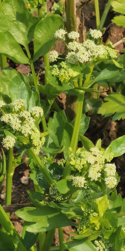 芹菜花怎么养殖