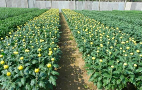 九菊花怎么种植