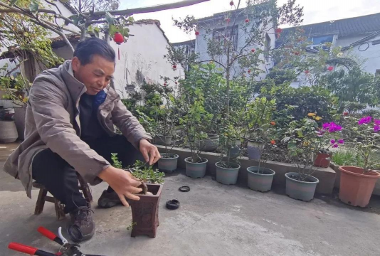 家庭养花用生根粉