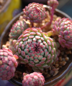 小红衣怎么过夏