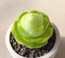 鸡蛋山地玫瑰如何挑选